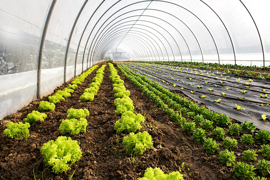 Farming Service